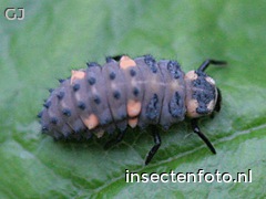 larve (960*720)